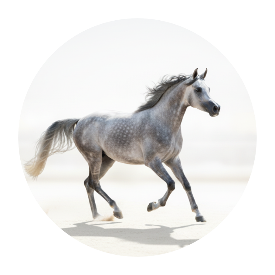 خيول